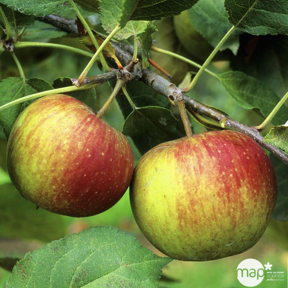 Pommier Belle de Boskoop : gobelet 2 ans d'âge
