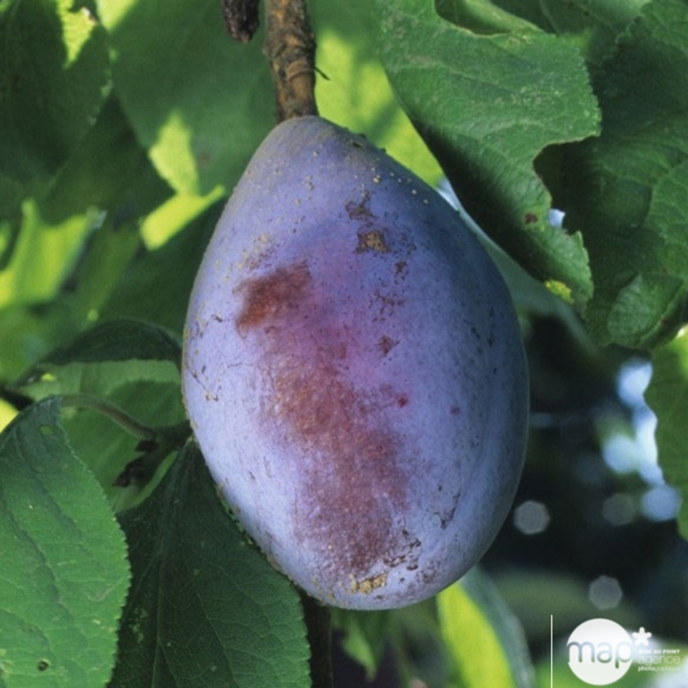 Prunier Quetsche d'Alsace : gobelet 2 ans d'âge ctr 7,5 litres