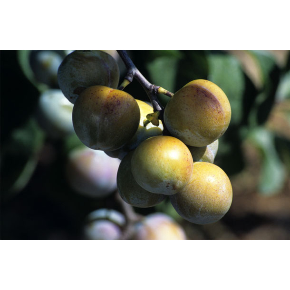 Prunier Reine-Claude dorée : gobelet 2 ans d'âge ctr 7,5 litres