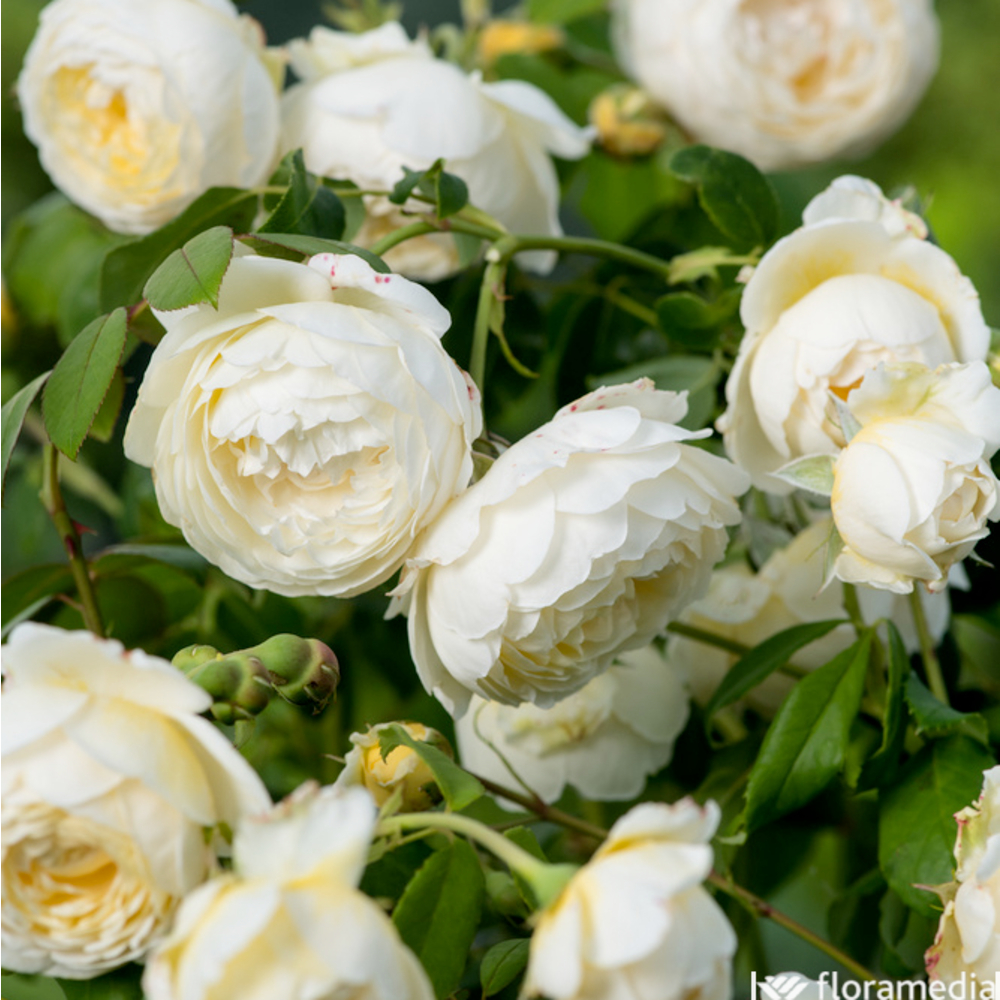 Rosier anglais David Austin : pot de 5 litres