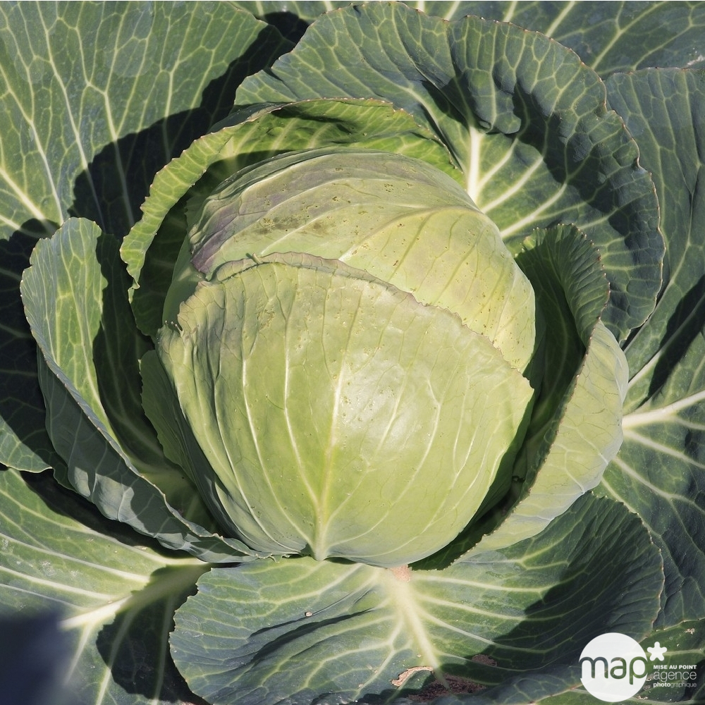 Plants de choux cabus 'Tête de Pierre' F1 : barquette de 6 plants