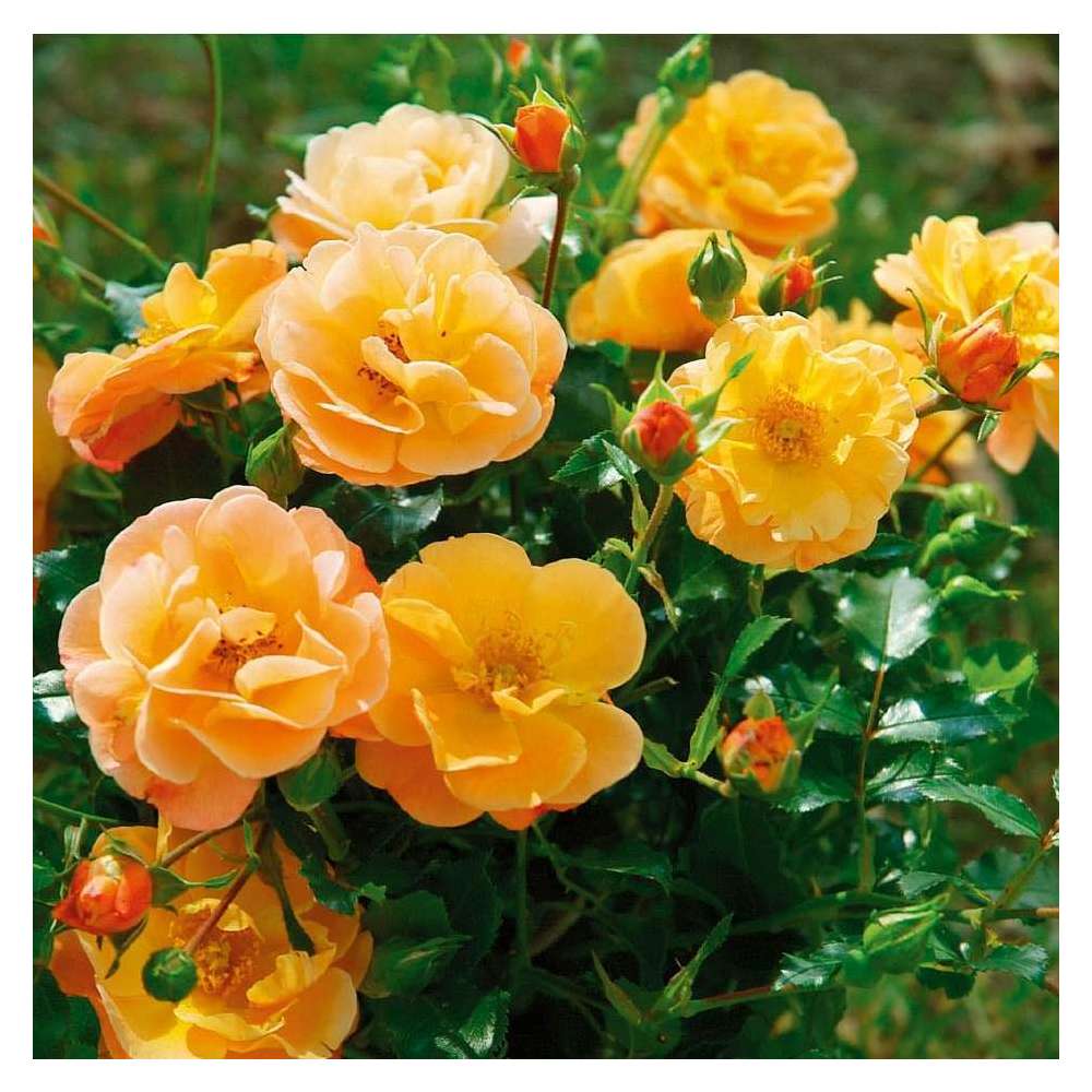 Rosier couvre-sol Décorosiers® 'Calizia®' (Noa97400a): pot de 3 litres