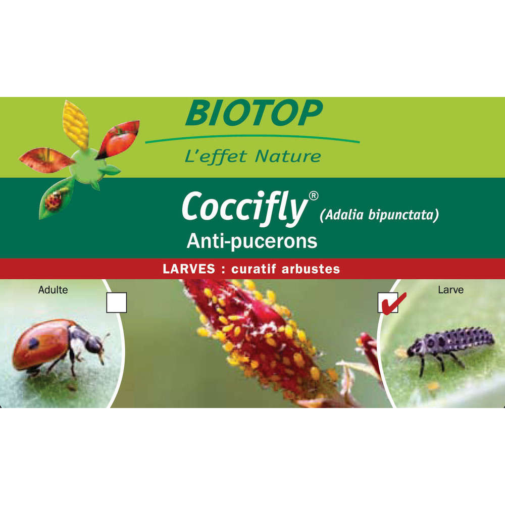 80 larves coccinelles anti-pucerons - coccifly