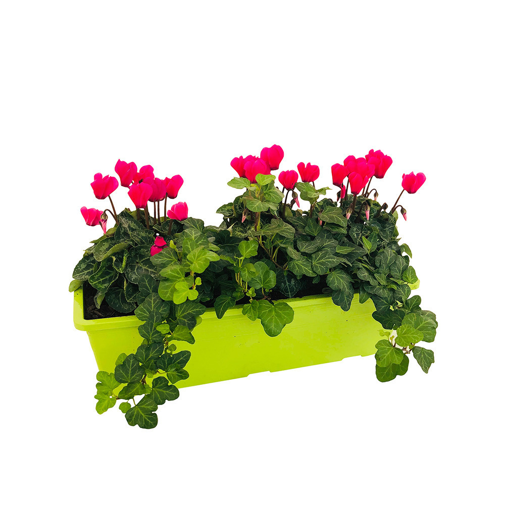 Mini Cyclamen et feuillage : jardinière de 40 cm