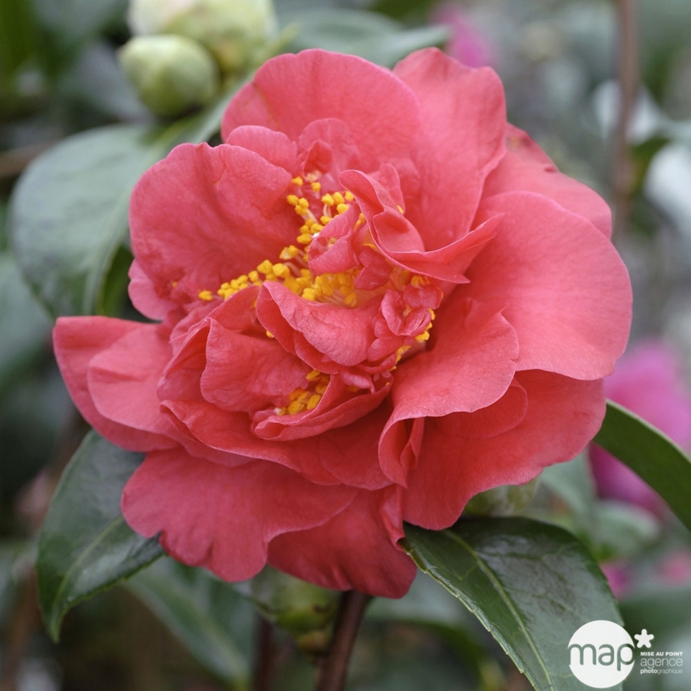 Camellia crimson Glory : H. 40/50cm, Pot 3L