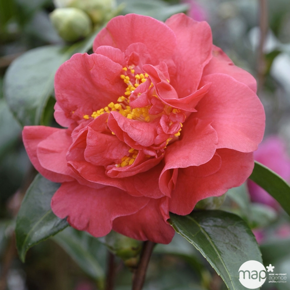 Camellia 'Crimson Glory' : H 60/70 cm, ctr 7 Litres