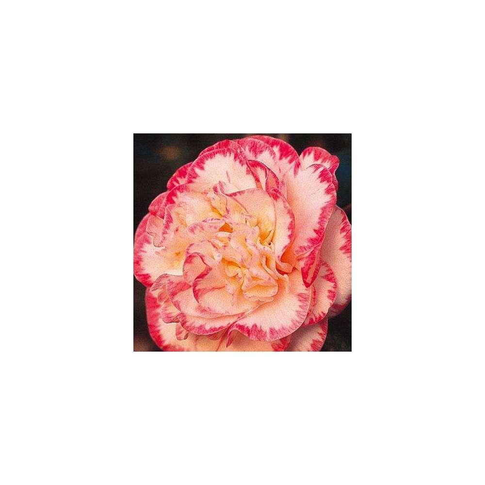 Camellia 'Margaret Davis', H 40/50 cm, contneur 3 Litres