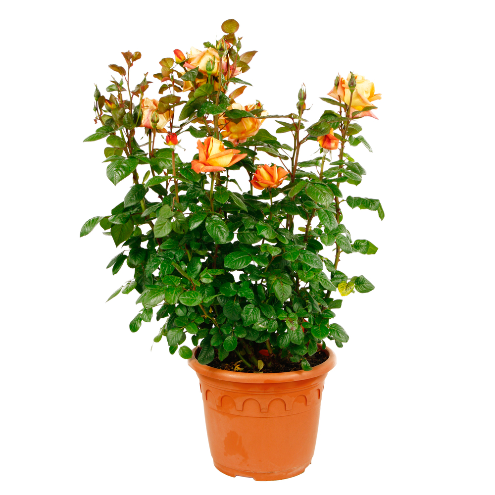 Rosier buisson 3 pieds : pot de 3 litres