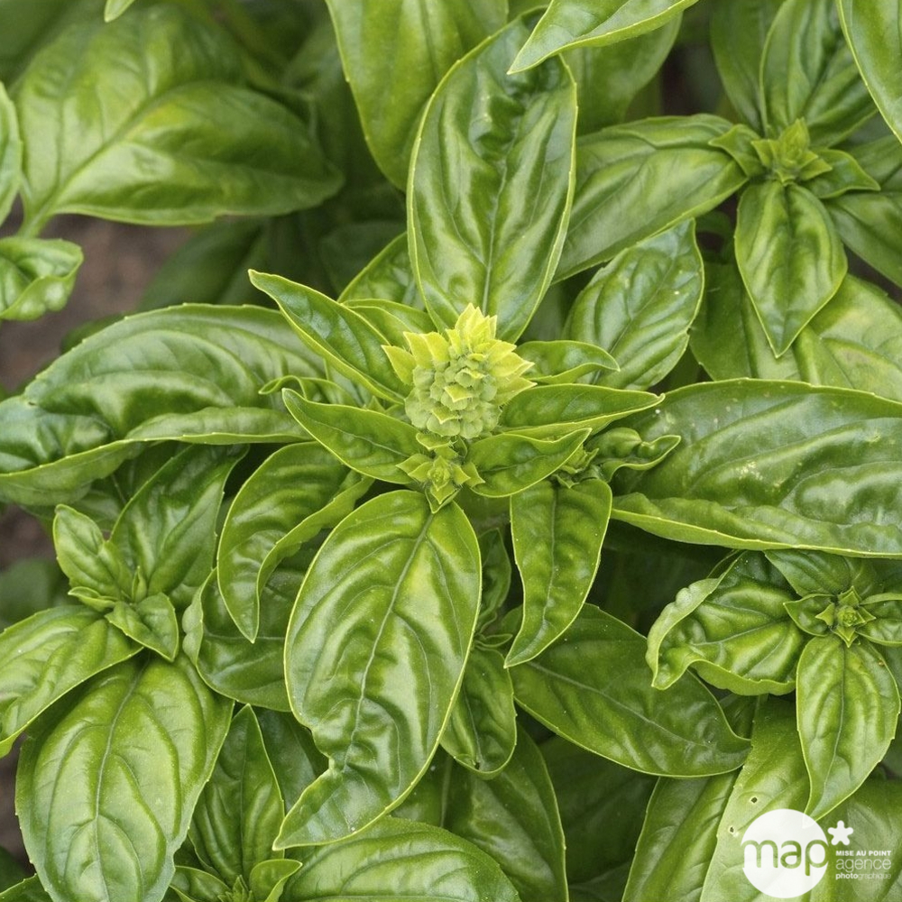 Plant de basilic : pot de