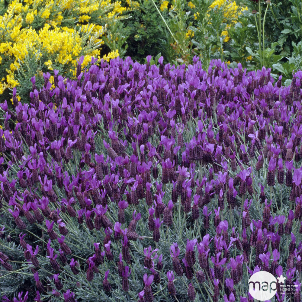 Plant de lavande Stoechas : pot de d,14cm