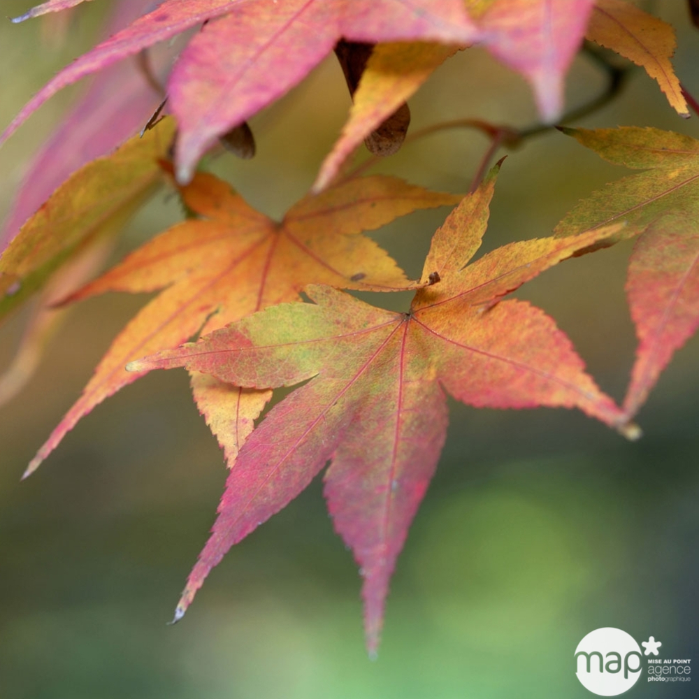 Acer palmatum : ctr 50 L