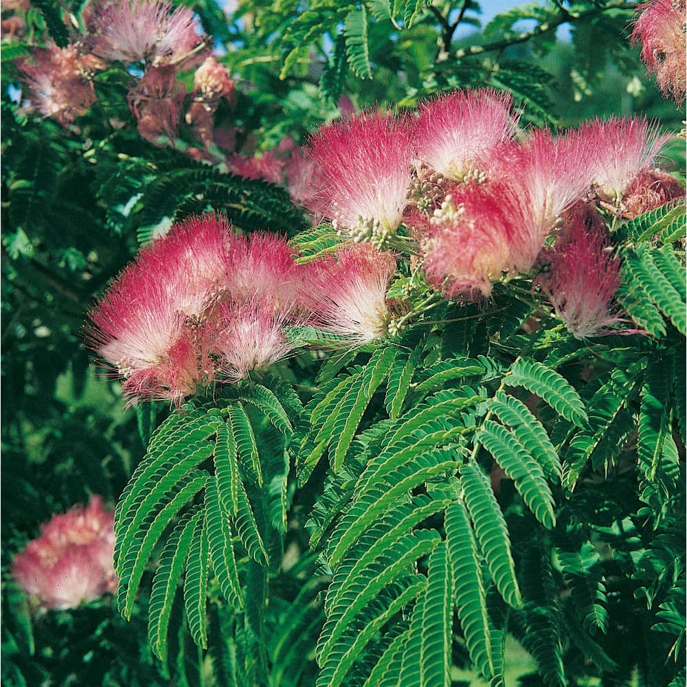 Albizia julibrissin 'Rouge d'été ' : ctr 5 litres