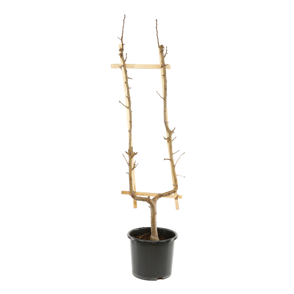 Pommier Varié : palmette U simple ctr