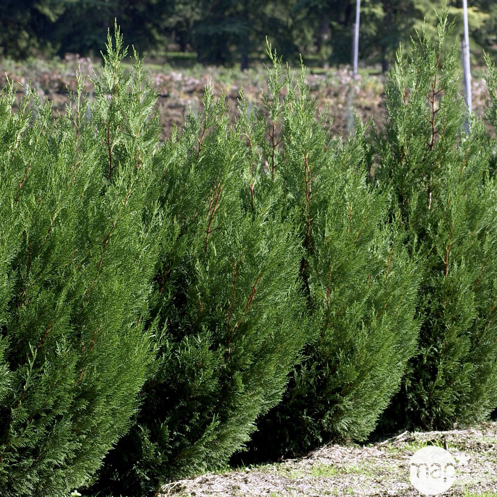 Cupressocyparis Leylandii 2001 : H. 175/200 cm, pot 18L