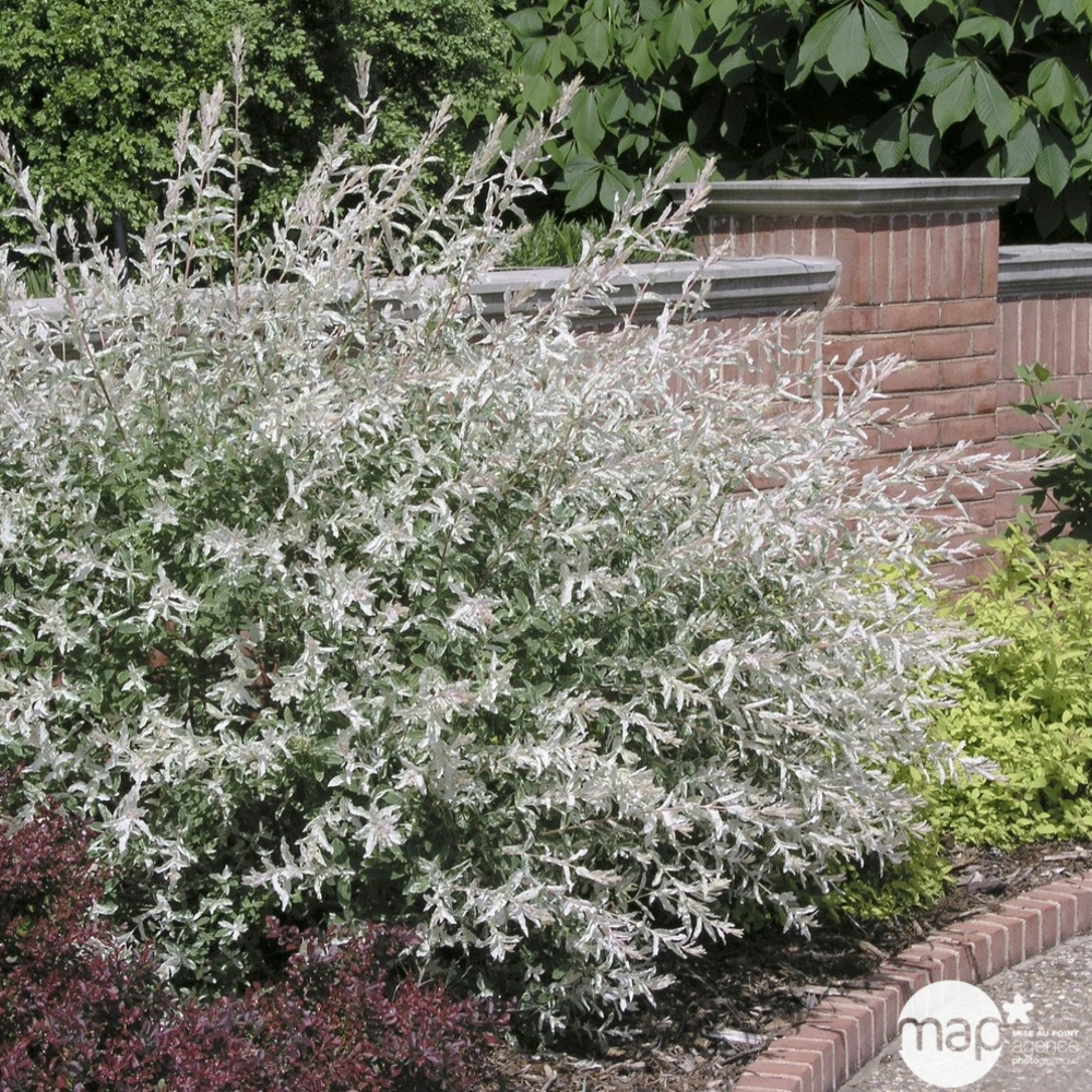 Salix integra ' Hakuro Nishiki ' : 1/4 tige ctr 5 litres