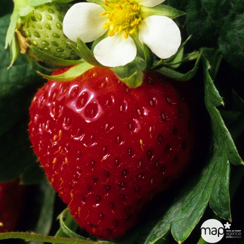 Plant de fraisier 'Charlotte' : pot de 0,5 litre