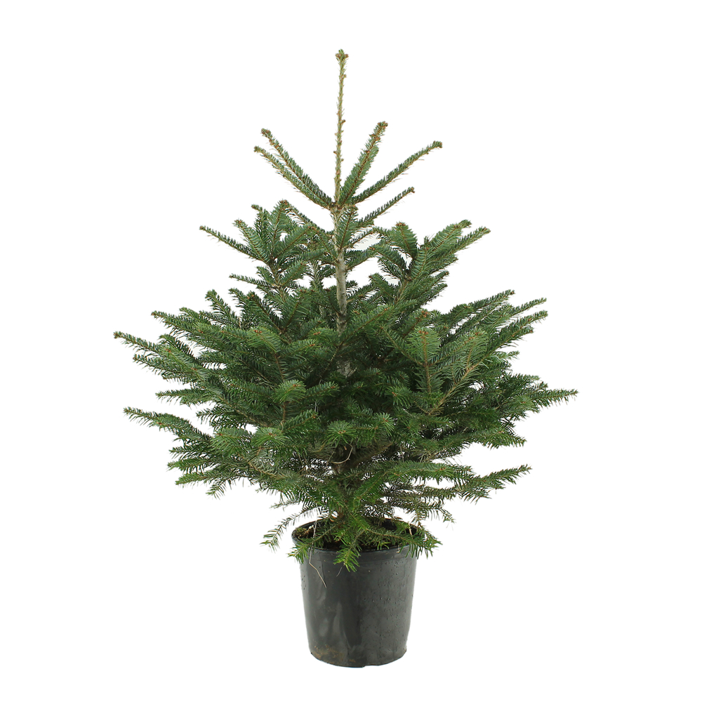 Sapin de Noël naturel Abies nordmann : 80/100 cm - C. 10 litres en pot