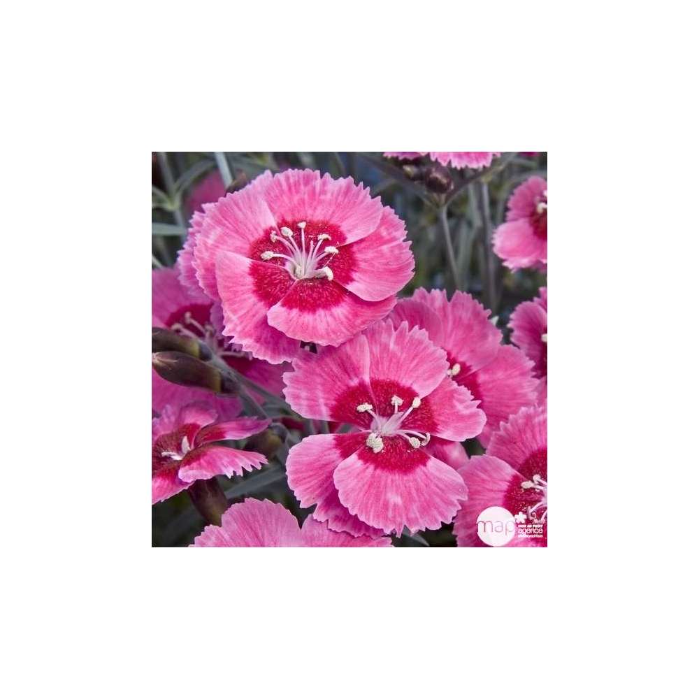 Oeillet nain Fire Star® : godet vert