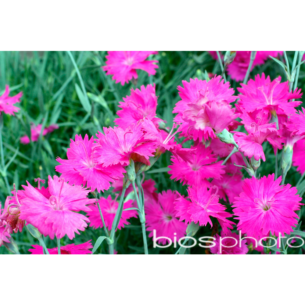 Oeillet nain Neon Star® : godet