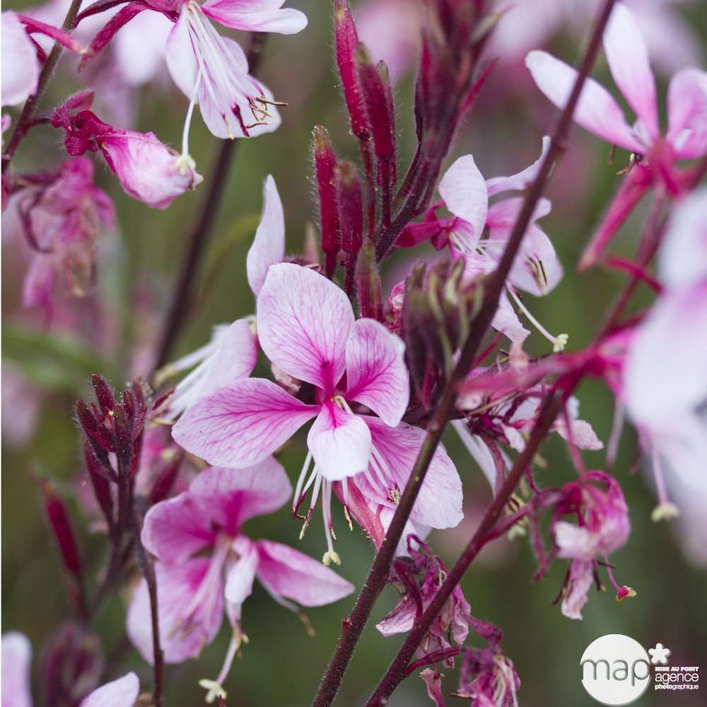 Gaura : conteneur de 5 Litres