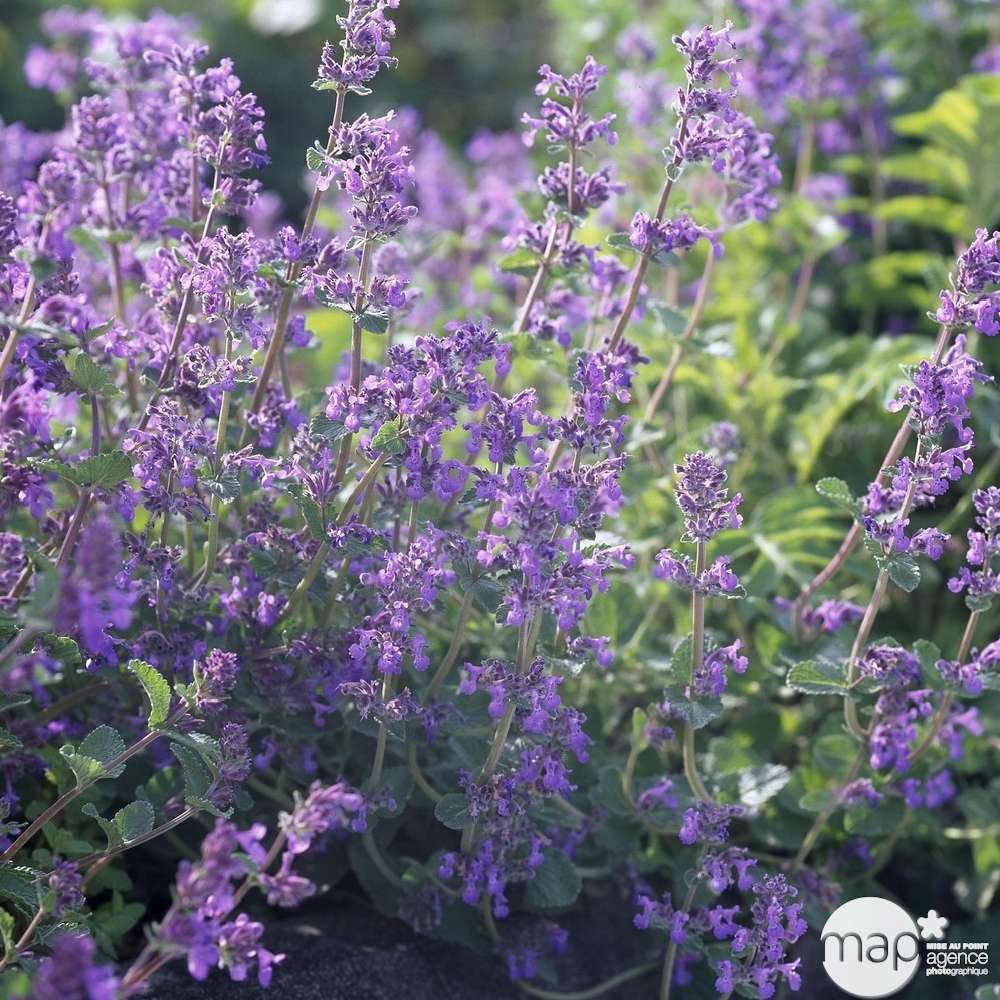 Plants d'herbe à chat : en barquette