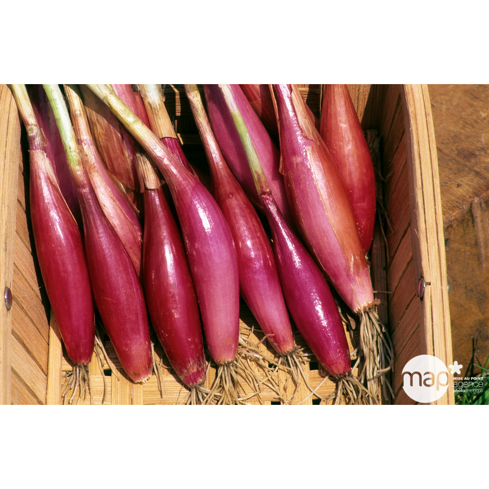 Plants d'oignons rouges 'Long de Florence' : barquette de 50 plants