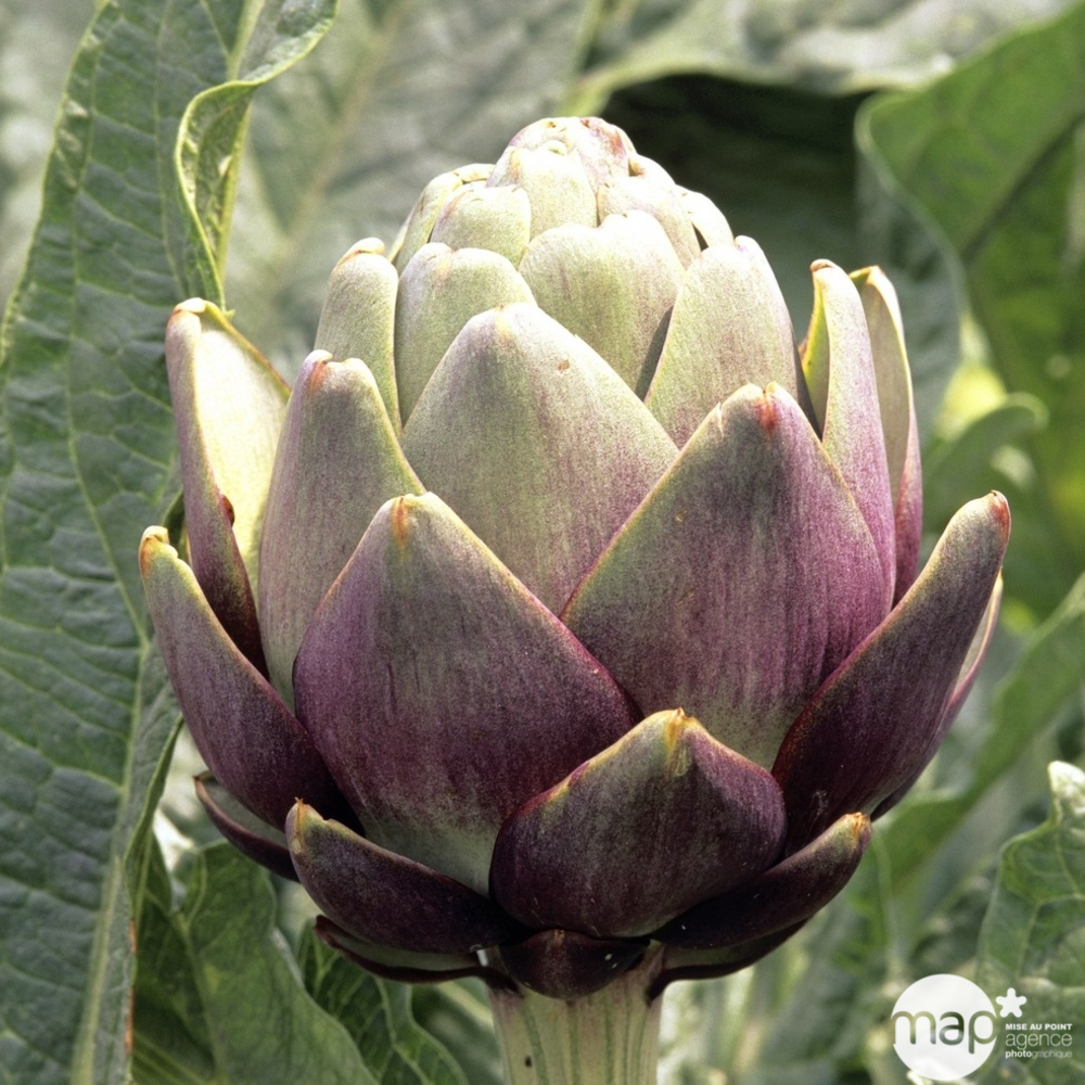 Plant d'artichaut violet 'Amethyste' F1 : pot de 0,5 litre