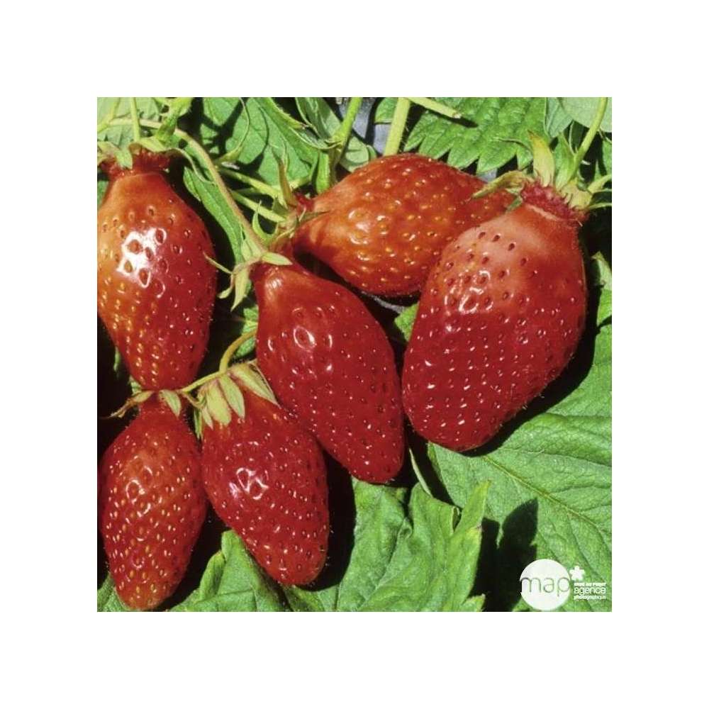 Plants de fraisiers 'Ciflorette' : barquette de 6 plants