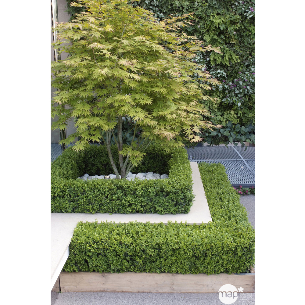 Erable du Japon, Acer palmatum : pot de 80 litres