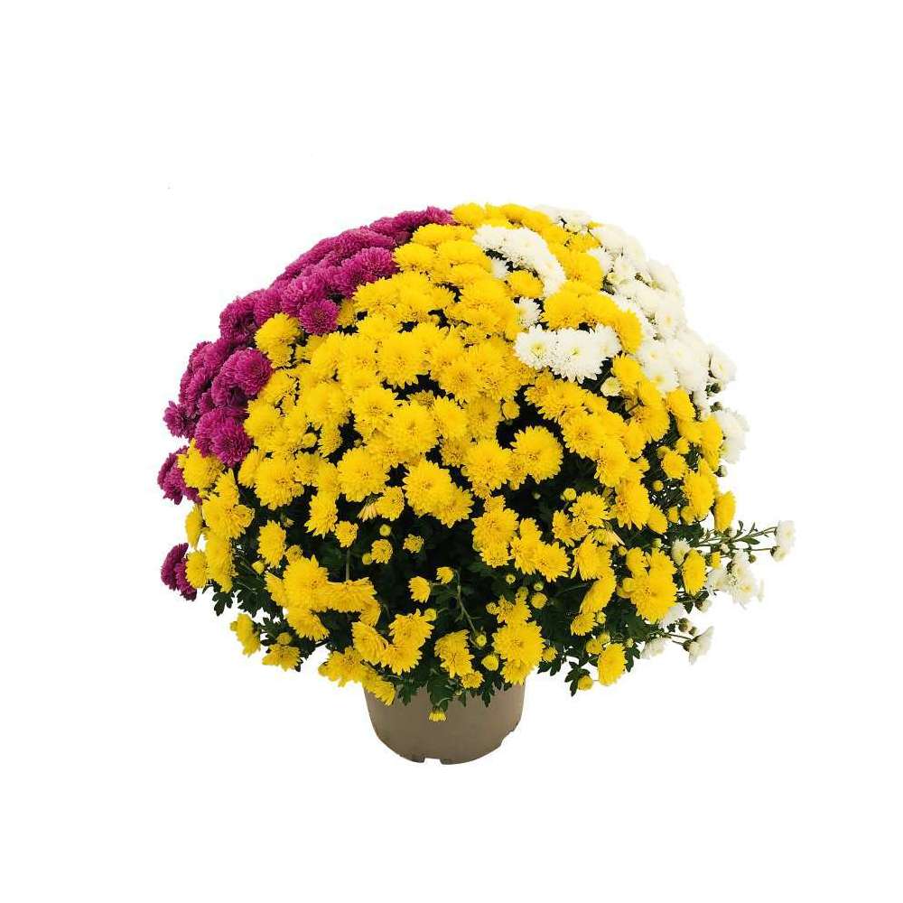 Chrysanthème pompon Carousel, coloris variable : pot D. 18cm
