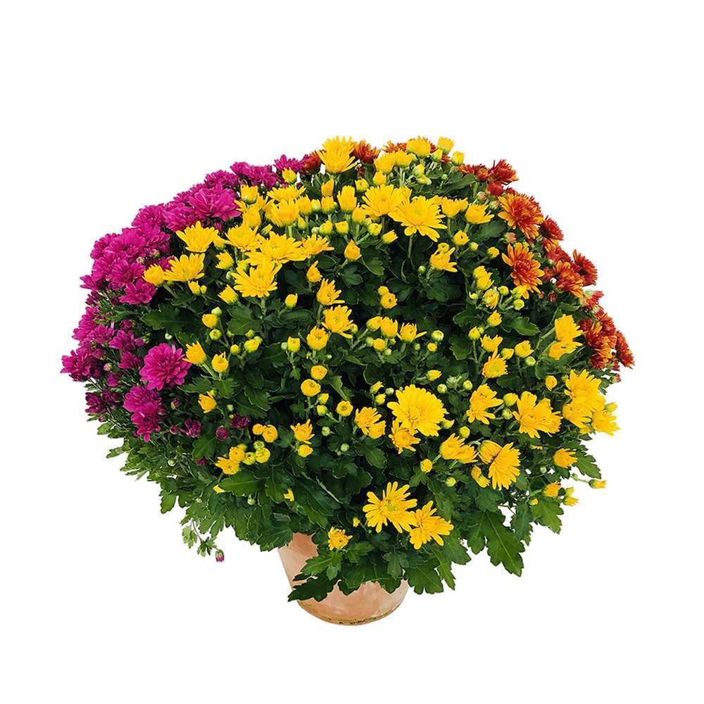 Chrysanthème pompon:coloris variables, pot D20cm