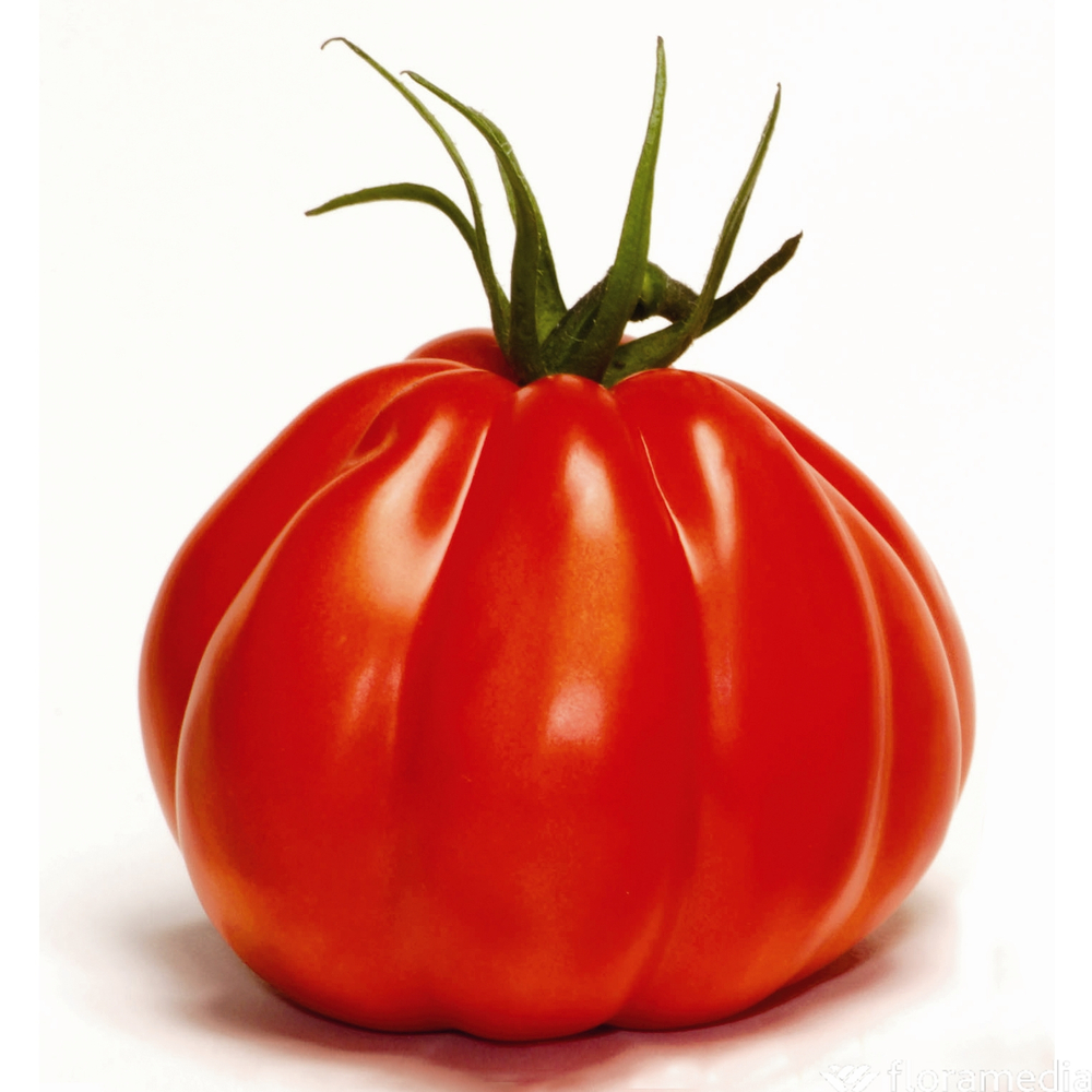 Plants de tomates 'Corazon' F1 : barquette de 6 plants