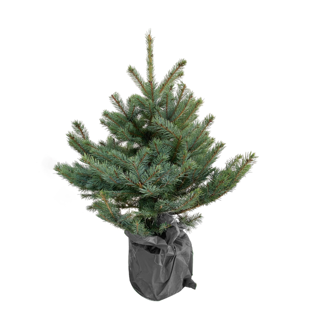 Sapin de Noël naturel, Picea Pungens 80/100 cm avec poche