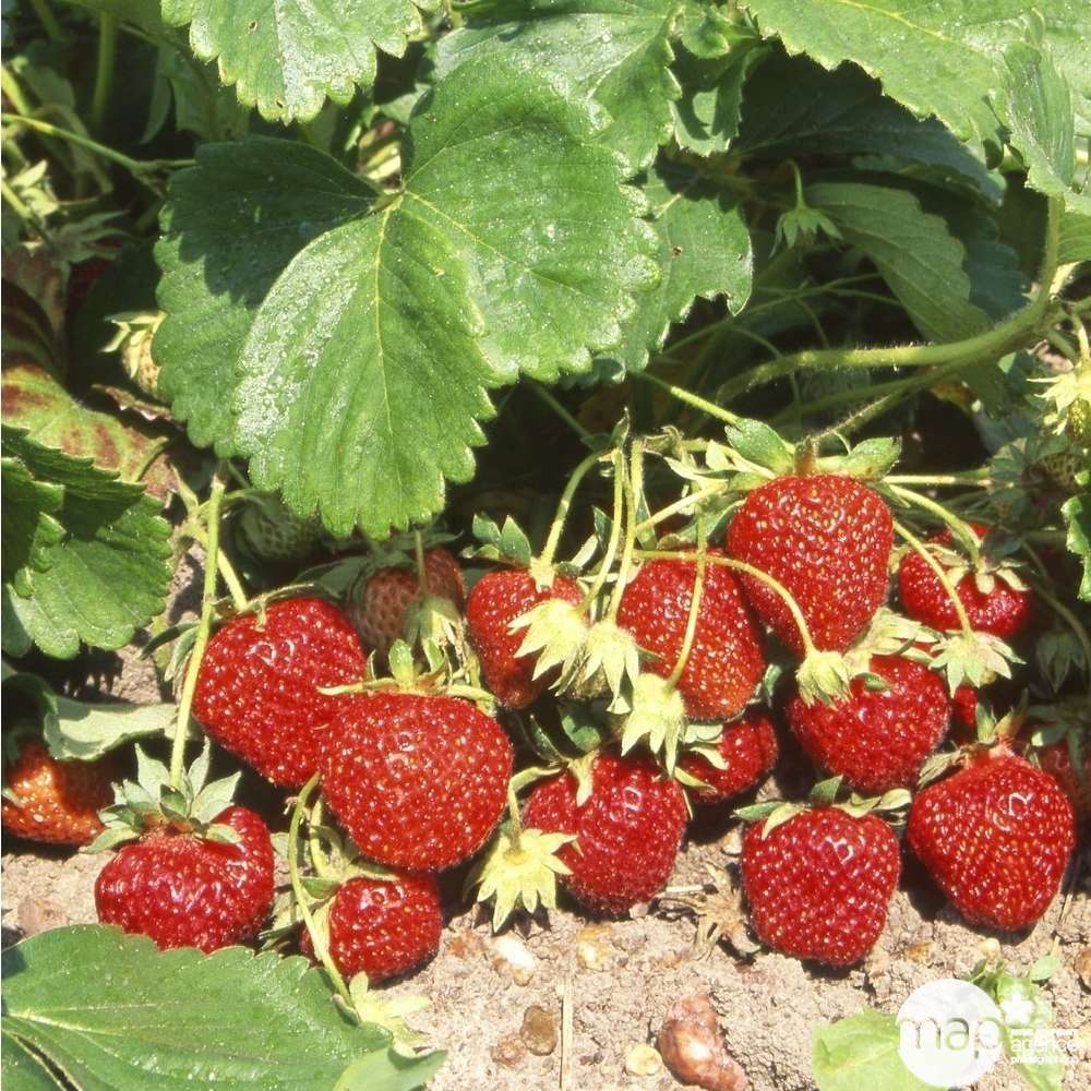 Plants de fraisiers 'senga sengana' : barquette de 6 plants