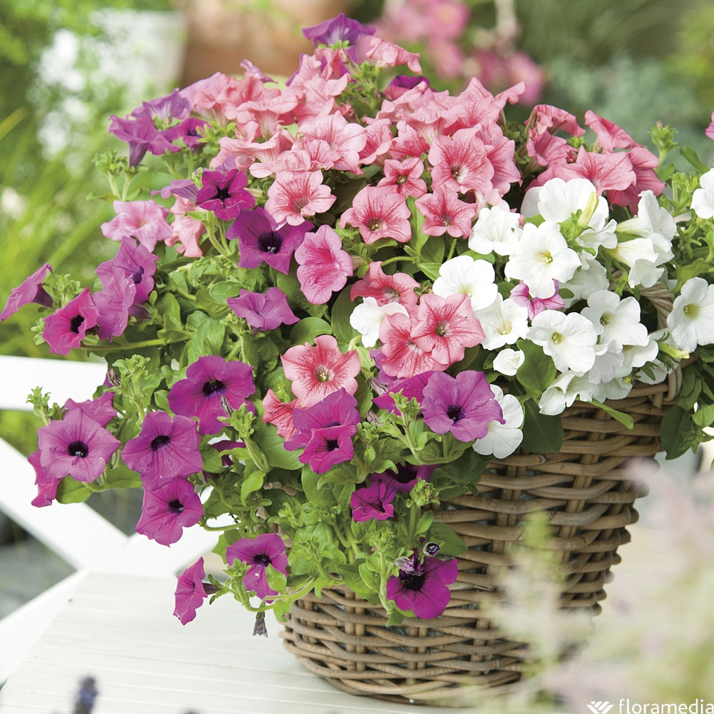 Pétunia retombant à petites fleurs : pot Ø 25 cm