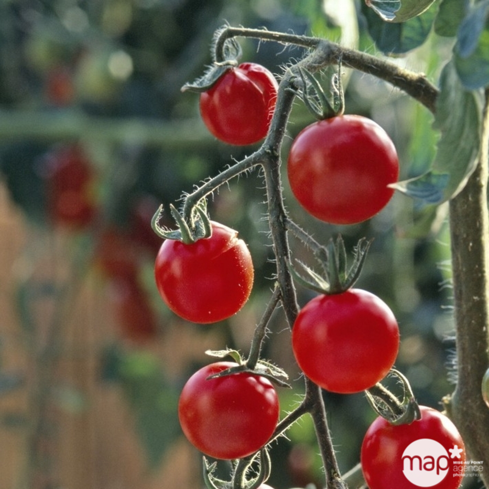 Plant de tomate cerise : pot de 3 litres
