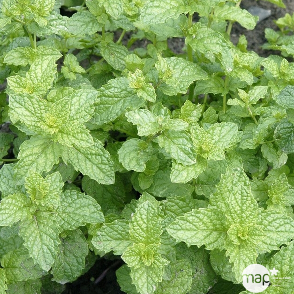 Plant de menthe marocaine : pot de 2,5 litres