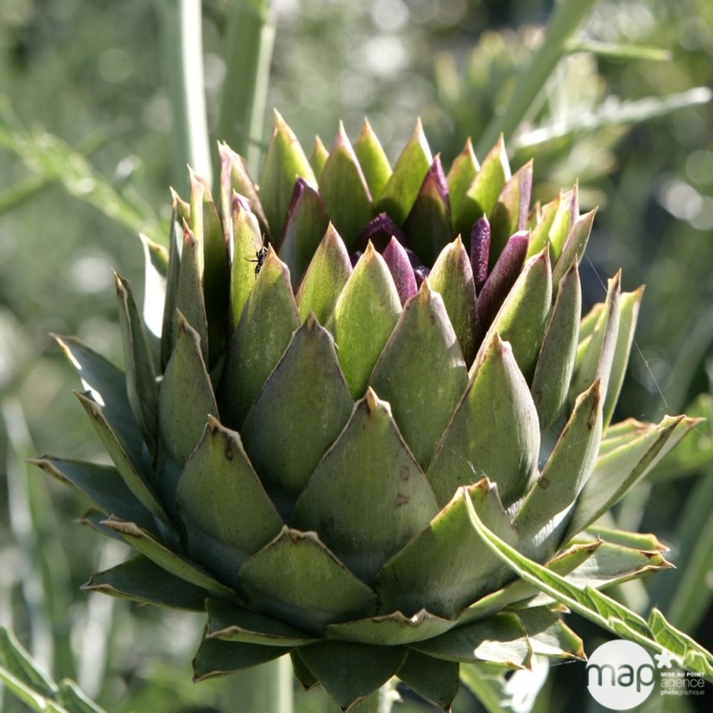 Plant d'artichaut 'Vert de Laon' : pot de 2,5 litres