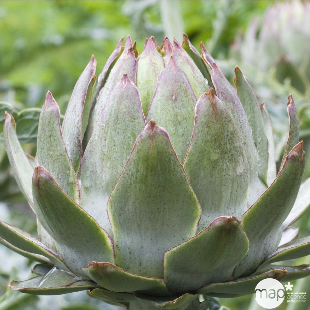 Plant d'artichaut vert 'Globe' : pot de 2,5 litres