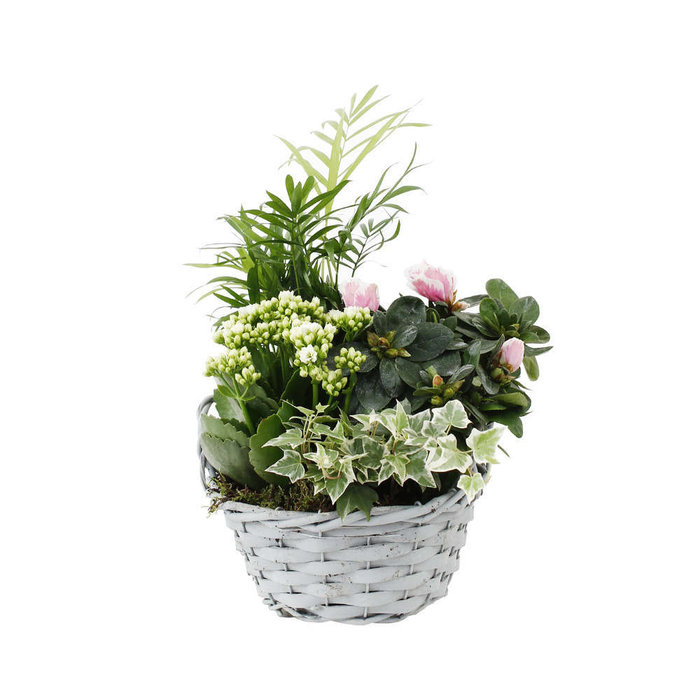 Composition Panier Fleuri : 4 plantes- Coloris variables (N2).