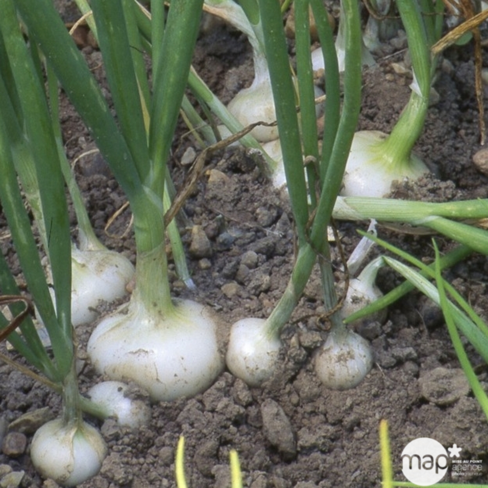 Plants d'oignons blancs 'Vaugirard' : barquette de 40 plants