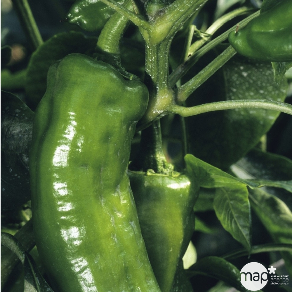 Plant de poivron doux 'Lipari' F1 : pot de 0,5 litre