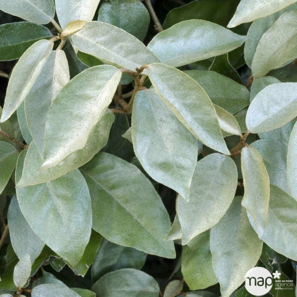 Elaeagnus x ebbingei : ctr 3 litres