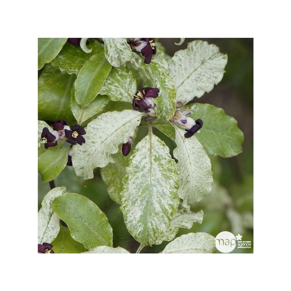 Pittosporum tenuifolium Irene Patterson : ctr 3 litres