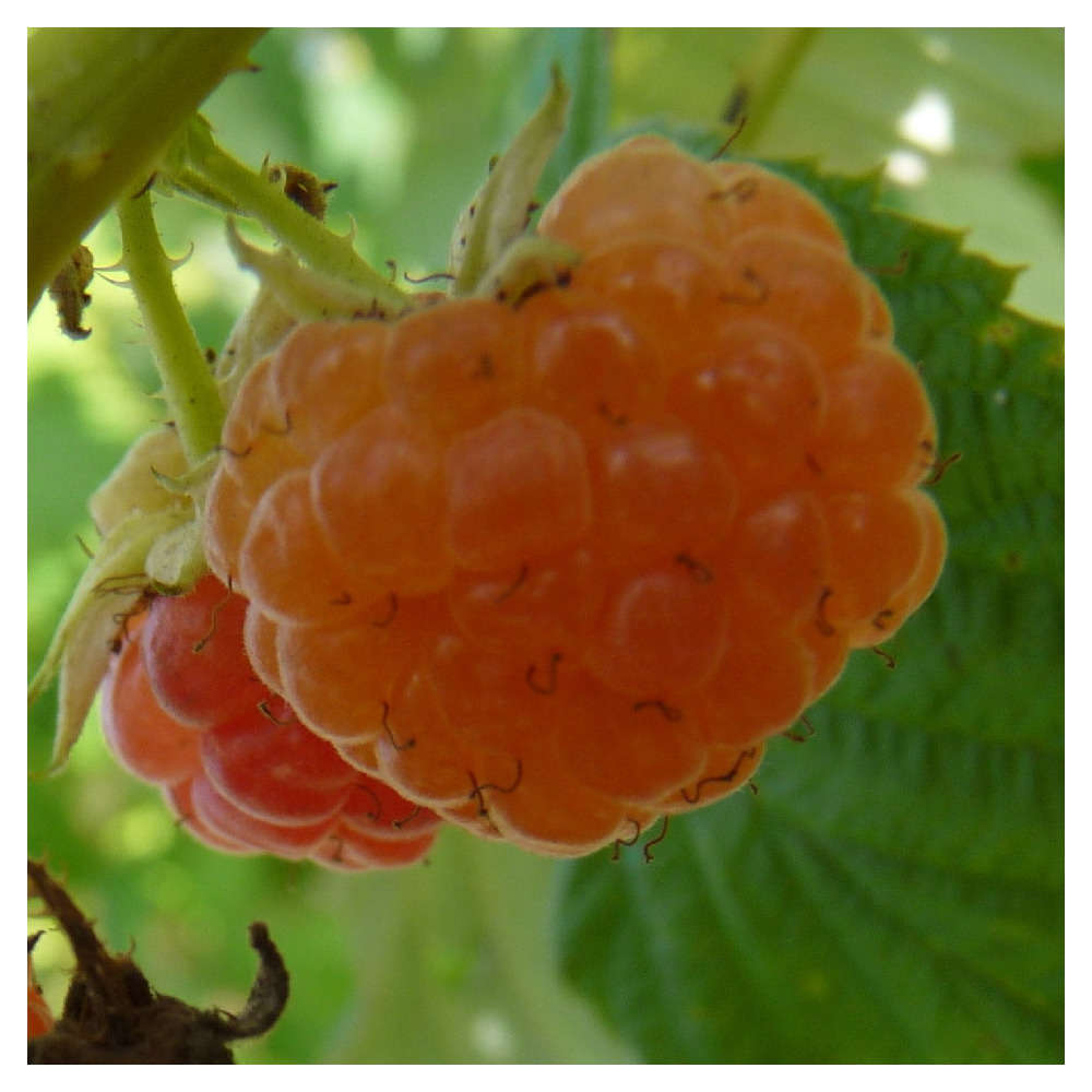 Framboisier 'Golden Everest' : pot de 1,5 litres