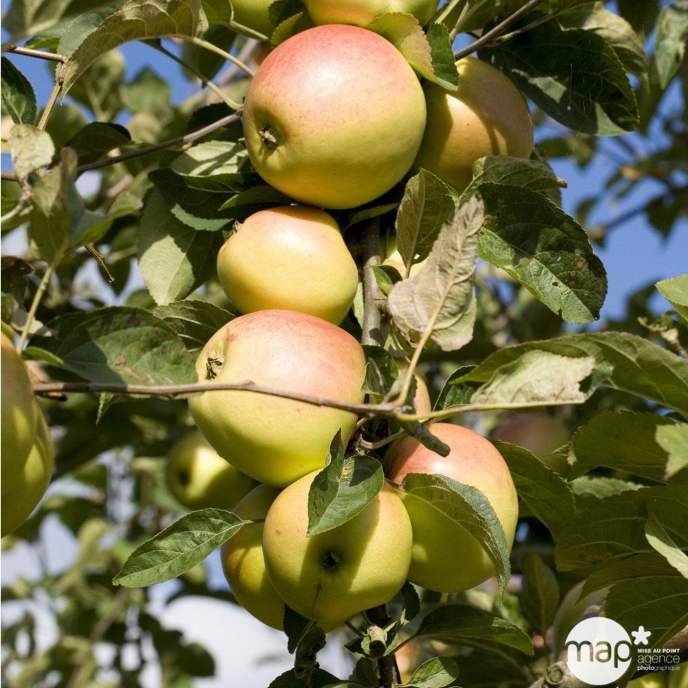 Pommier 'Winter Banana', cordon ondulé : pot 10L