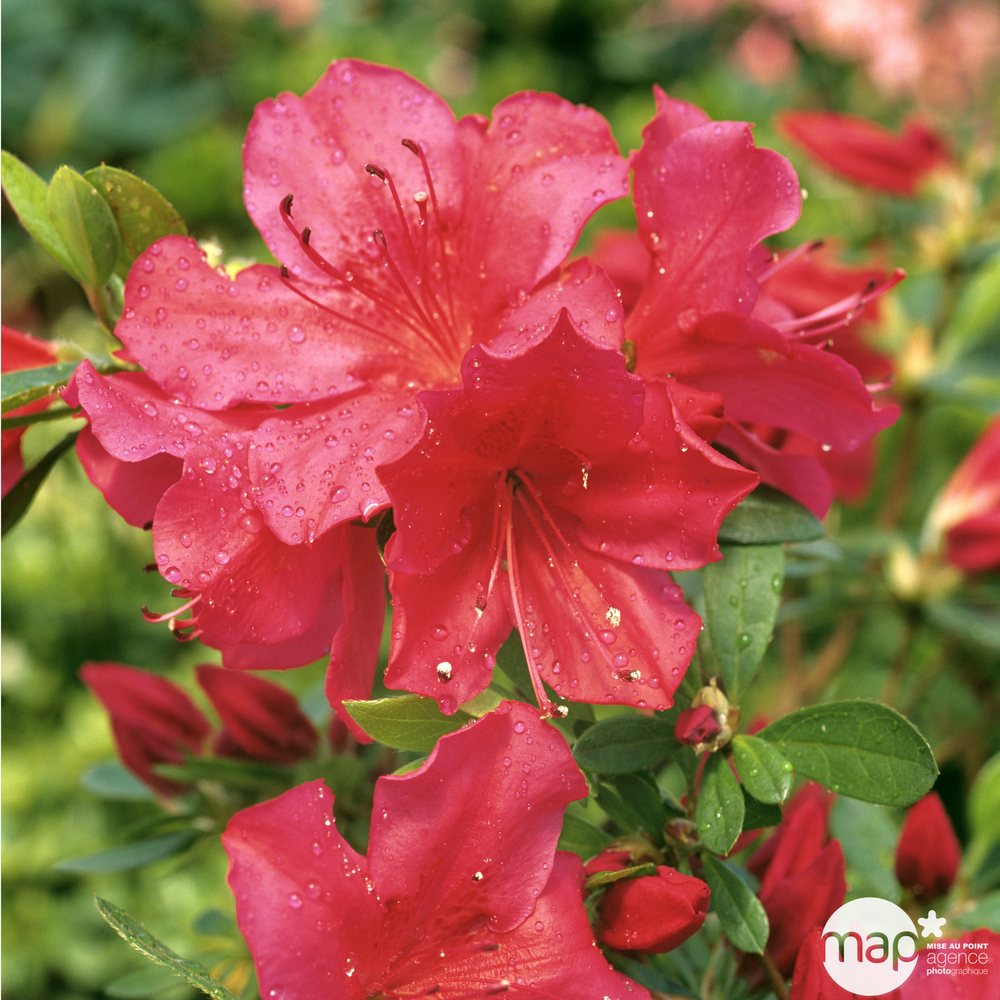 Azalea japonica 'Grandino', C7,5 L 4/50 - Coloris variables