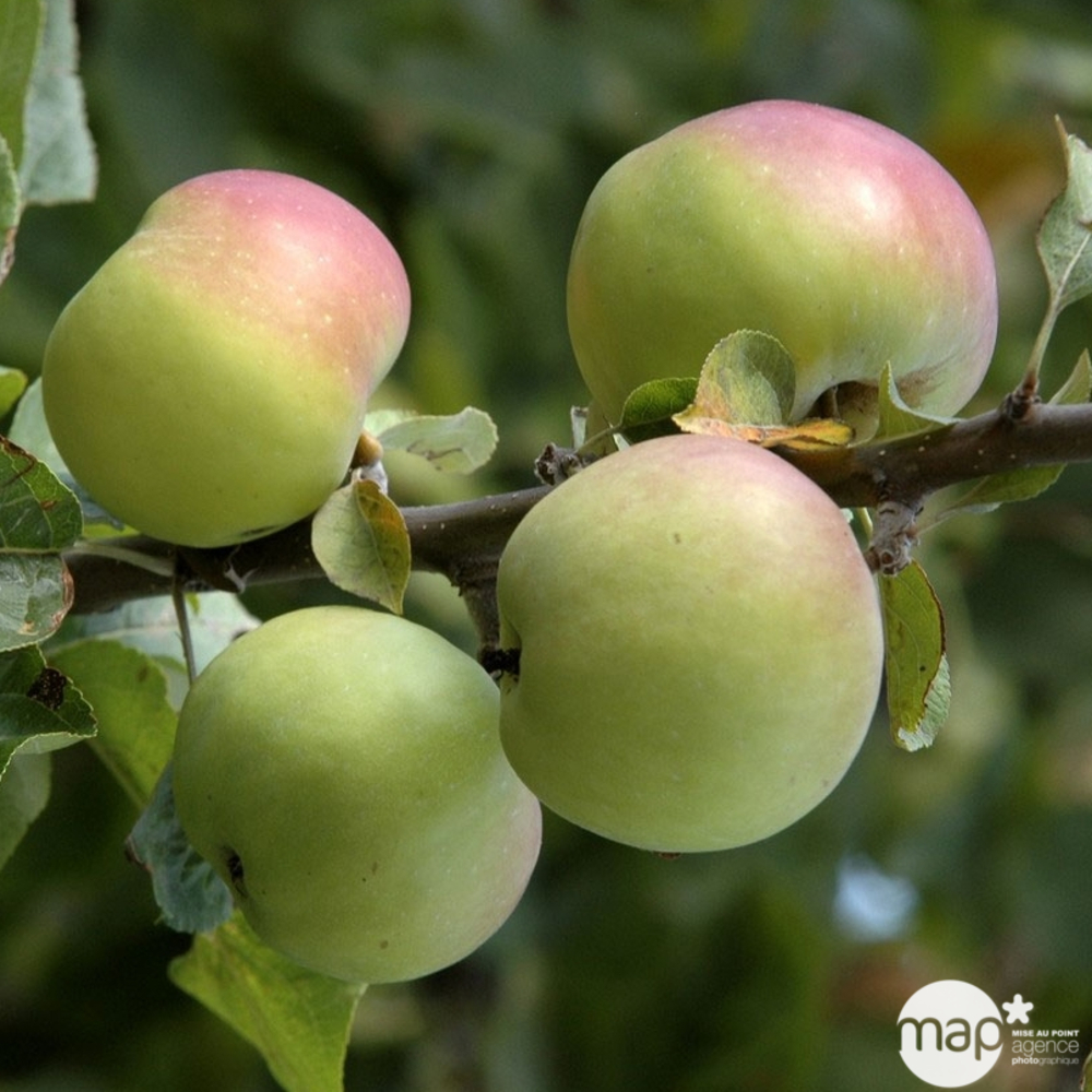 Pommier Belle de Boskoop : tige conteneur 7,5 litres