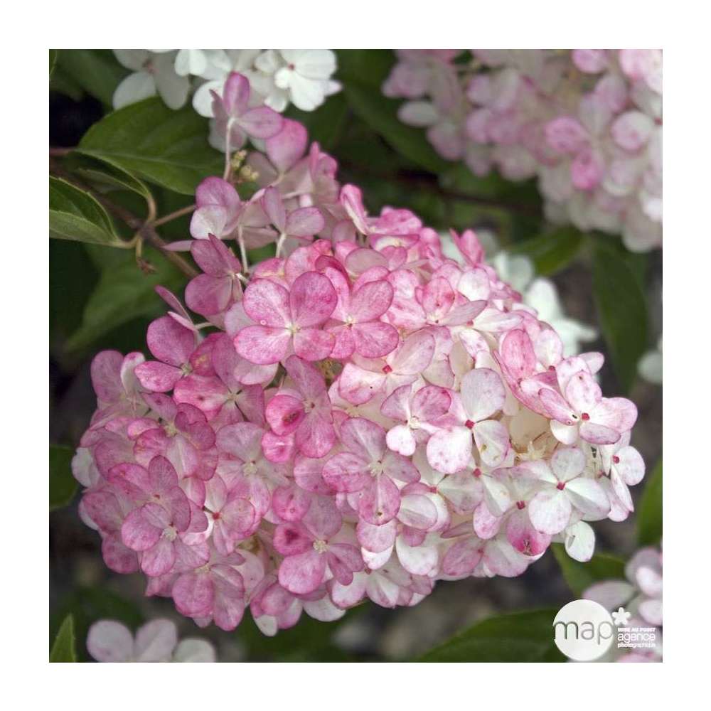 "Hydrangea Vanille Fraise Conseils d'entretien et Variétés"