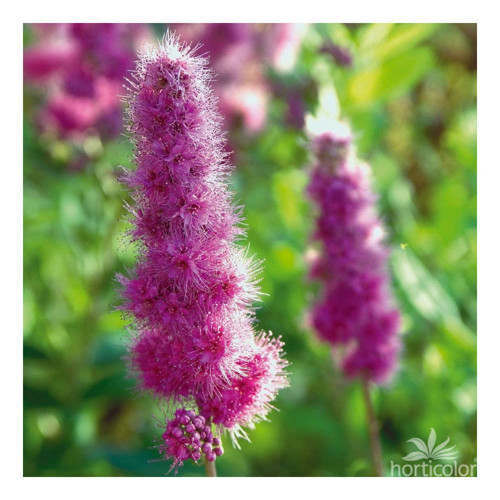 Spiraea ctr 2/3 litres - Coloris variables